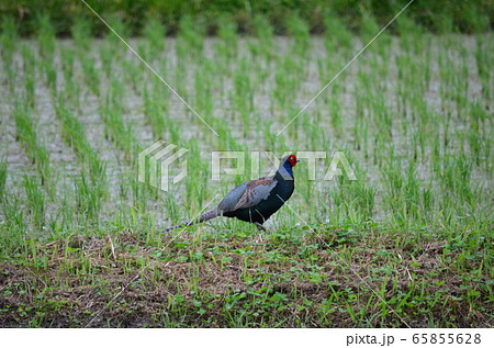 野鳥 雉 野鳥 雉 65855628