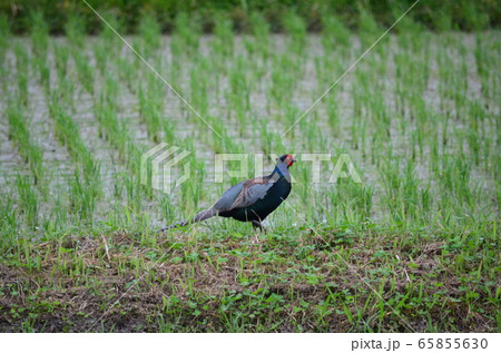 野鳥　雉 65855630