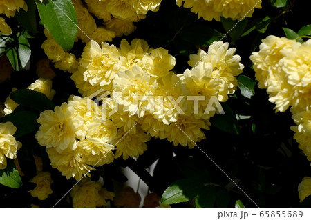 三鷹中原に咲く黄色いモッコウバラの花 三鷹中原に咲く黄色いモッコウバラの花 65855689