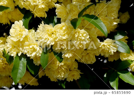 三鷹中原に咲く黄色いモッコウバラの花 65855690
