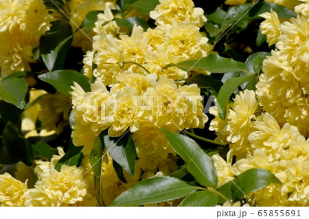 三鷹中原に咲く黄色いモッコウバラの花 65855691