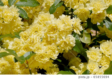 三鷹中原に咲く黄色いモッコウバラの花 65855694
