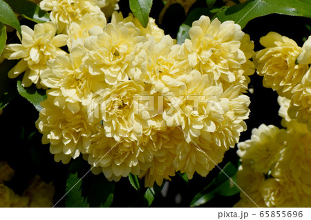 三鷹中原に咲く黄色いモッコウバラの花 65855696