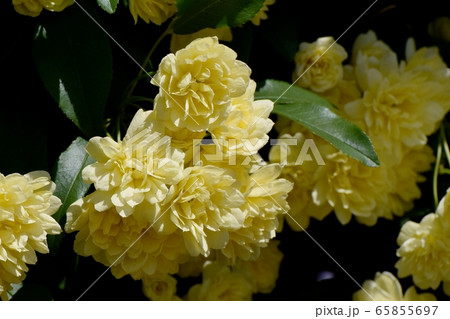 三鷹中原に咲く黄色いモッコウバラの花 65855697