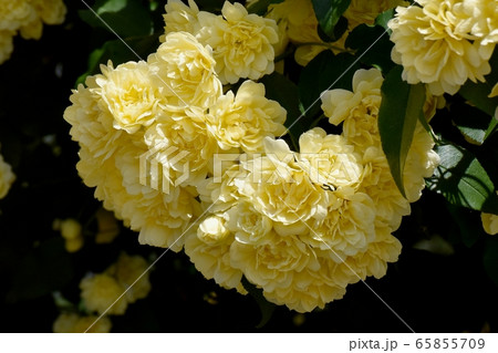 三鷹中原に咲く黄色いモッコウバラの花 65855709