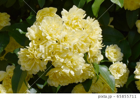 三鷹中原に咲く黄色いモッコウバラの花 三鷹中原に咲く黄色いモッコウバラの花 65855711