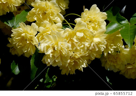 三鷹中原に咲く黄色いモッコウバラの花 65855712