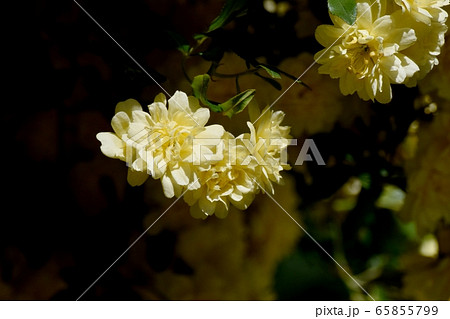 三鷹中原に咲く黄色いモッコウバラの花 65855799