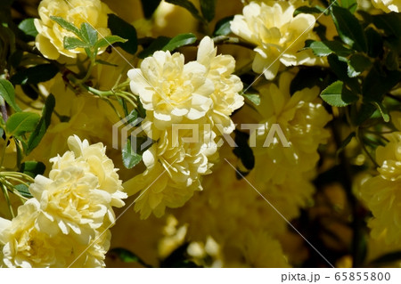 三鷹中原に咲く黄色いモッコウバラの花 65855800