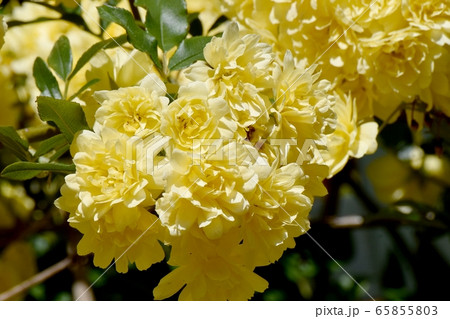三鷹中原に咲く黄色いモッコウバラの花 65855803