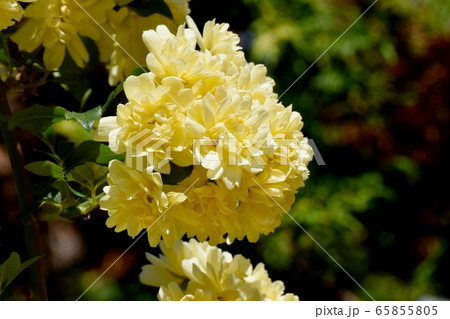 三鷹中原に咲く黄色いモッコウバラの花 65855805