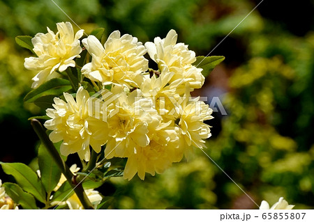 三鷹中原に咲く黄色いモッコウバラの花 65855807