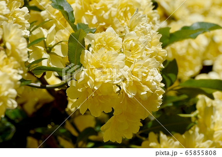 三鷹中原に咲く黄色いモッコウバラの花 65855808