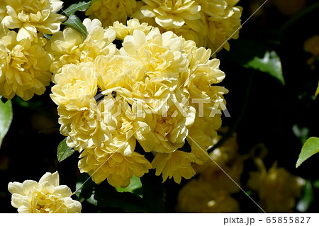三鷹中原に咲く黄色いモッコウバラ の花 65855827