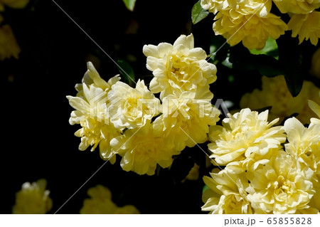 三鷹中原に咲く黄色いモッコウバラ の花 65855828