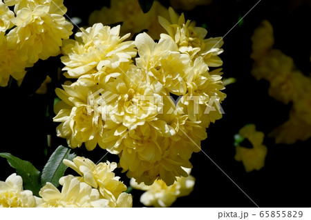三鷹中原に咲く黄色いモッコウバラ の花 三鷹中原に咲く黄色いモッコウバラ の花 65855829