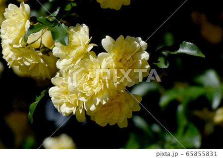 三鷹中原に咲く黄色いモッコウバラ の花 65855831