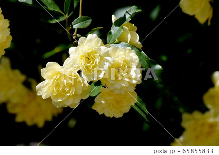 三鷹中原に咲く黄色いモッコウバラ の花 65855833