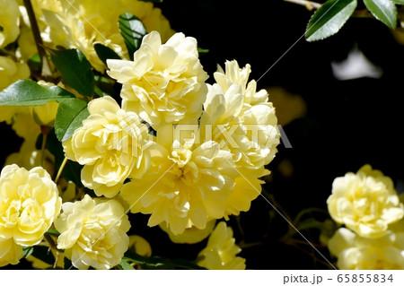 三鷹中原に咲く黄色いモッコウバラ の花 65855834