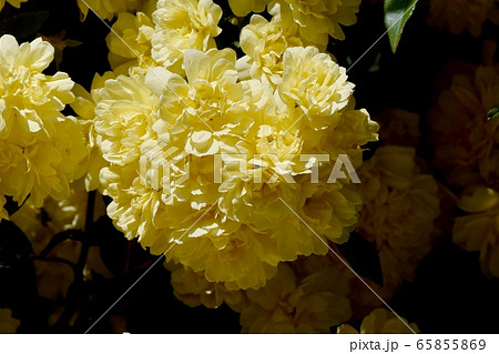 三鷹中原に咲く黄色いモッコウバラの花 三鷹中原に咲く黄色いモッコウバラの花 65855869