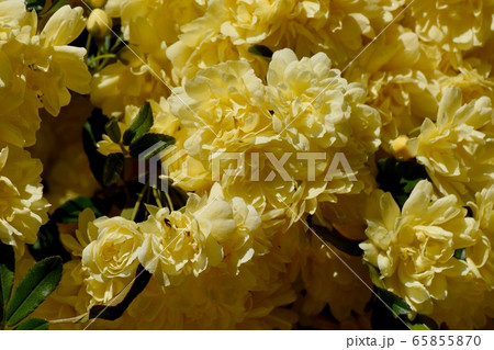 三鷹中原に咲く黄色いモッコウバラの花 三鷹中原に咲く黄色いモッコウバラの花 65855870