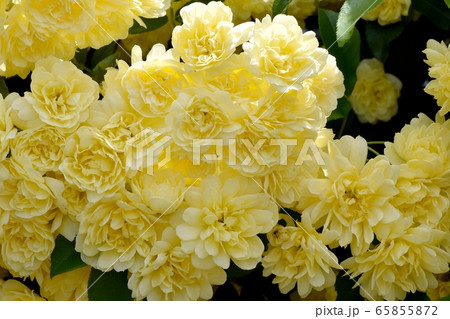 三鷹中原に咲く黄色いモッコウバラの花 三鷹中原に咲く黄色いモッコウバラの花 65855872