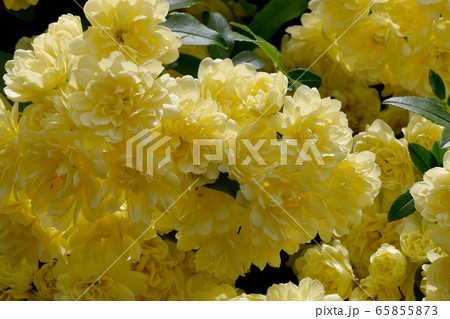 三鷹中原に咲く黄色いモッコウバラの花 65855873