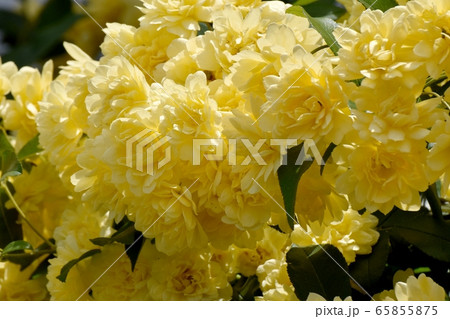 三鷹中原に咲く黄色いモッコウバラの花 三鷹中原に咲く黄色いモッコウバラの花 65855875