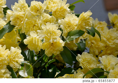 三鷹中原に咲く黄色いモッコウバラの花 65855877