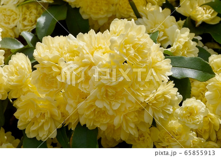 三鷹中原に咲く黄色いモッコウバラの花 三鷹中原に咲く黄色いモッコウバラの花 65855913