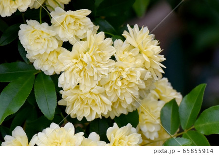 三鷹中原に咲く黄色いモッコウバラの花 三鷹中原に咲く黄色いモッコウバラの花 65855914