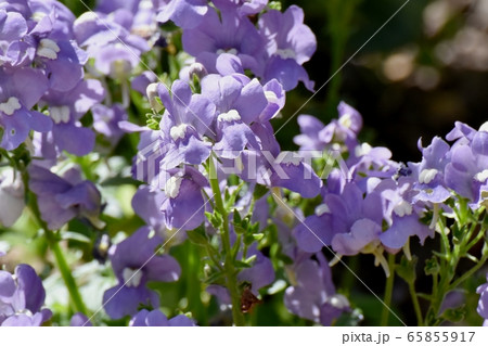三鷹中原に咲く青紫色のリナリア (ヒメキンギョソウ) の花 65855917