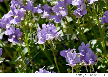 三鷹中原に咲く青紫色のリナリア (ヒメキンギョソウ) の花 65855921