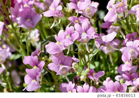 三鷹中原に咲くピンクのリナリア (ヒメキンギョソウ) の花 三鷹中原に咲くピンクのリナリア (ヒメキンギョソウ) の花 65856013