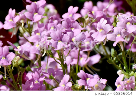 三鷹中原に咲くピンクのリナリア (ヒメキンギョソウ) の花 65856014