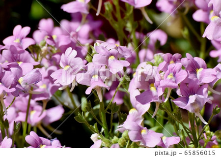 三鷹中原に咲くピンクのリナリア (ヒメキンギョソウ) の花 三鷹中原に咲くピンクのリナリア (ヒメキンギョソウ) の花 65856015