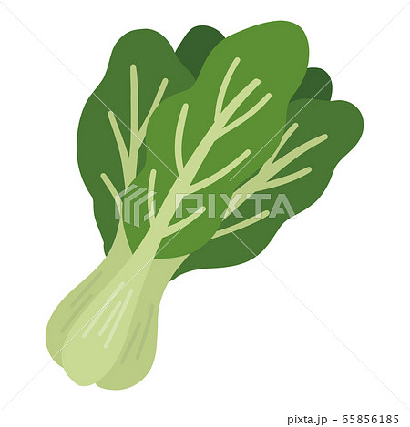 小松菜 こまつな 野菜のイラスト素材