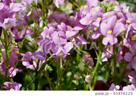 三鷹中原に咲く黄色いキンギョソウの花 65856229