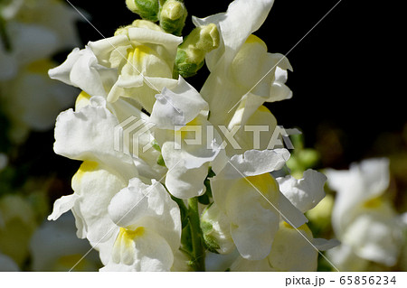 三鷹中原に咲く黄色いキンギョソウの花 三鷹中原に咲く黄色いキンギョソウの花 65856234