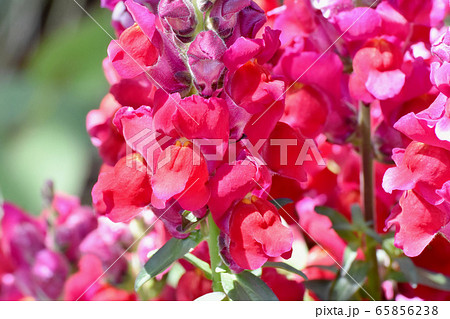三鷹中原に咲く赤いキンギョソウの花 三鷹中原に咲く赤いキンギョソウの花 65856238
