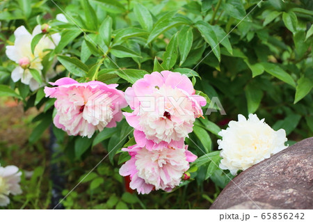 シャクヤクの花 65856242
