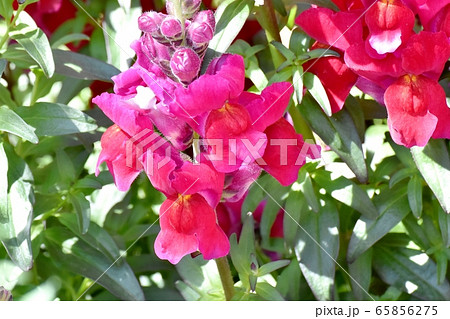 三鷹中原に咲く赤いキンギョソウの花 65856275
