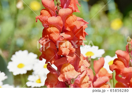 三鷹中原に咲くオレンジ色のキンギョソウの花. 65856280
