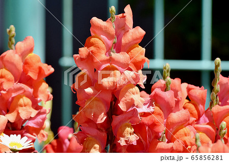 三鷹中原に咲くオレンジ色のキンギョソウの花. 三鷹中原に咲くオレンジ色のキンギョソウの花. 65856281