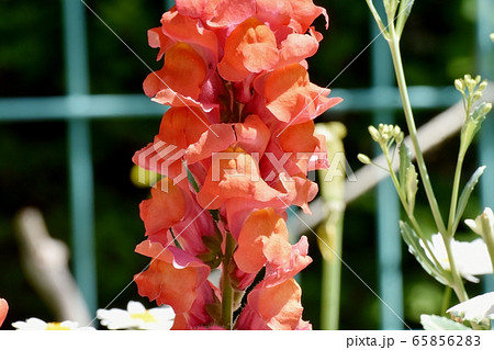 三鷹中原に咲くオレンジ色のキンギョソウの花. 65856283