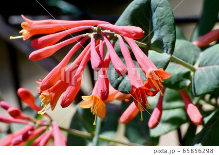 三鷹中原に咲くオレンジ色のツキヌキニンドウの花 三鷹中原に咲くオレンジ色のツキヌキニンドウの花 65856298