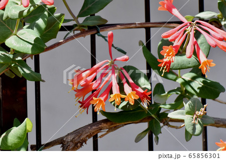 三鷹中原に咲くオレンジ色のツキヌキニンドウの花 65856301