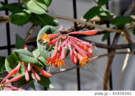三鷹中原に咲くオレンジ色のツキヌキニンドウの花 三鷹中原に咲くオレンジ色のツキヌキニンドウの花 65856302