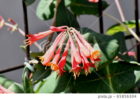 三鷹中原に咲くオレンジ色のツキヌキニンドウの花 65856304