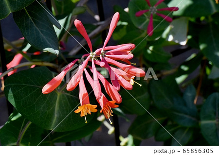 三鷹中原に咲くオレンジ色のツキヌキニンドウの花の写真素材